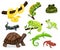 Amphibian and reptiles