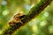 Amphibian in the tropic forest habitat. Frog in the gren nature. Masked Smilisca, Smilisca phaeota, exotic tropical green frog