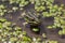 Amphibian in water with duckweed. Green frog in the pond. Rana esculenta Macro photo.