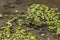 Amphibian in water with duckweed. Green frog in the pond. Rana esculenta Macro photo.