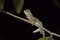 Amphibians & Reptiles in Sabah