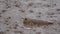 Amphibious Fish Mudskipper