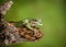 Amphibious green frog perched on a branch in a lush rainforest environment.