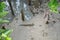 Amphibious or Mudskipper fish in Mangrove forest