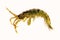 Amphipod