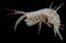 Amphipoda