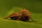 Amphipoea fucosa on leaf