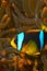 Amphiprion bicinctus - nemo - Clown fish