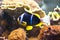 Amphiprion clarkii - Clarkii Clownfish