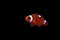 Amphiprion ocellaris - Clown fish