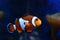 Amphiprion Ocellaris clownfish