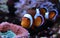 Amphiprion Ocellaris clownfish