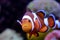 Amphiprion Ocellaris clownfish