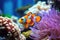 Amphiprion ocellaris clownfish and anemone in sea