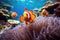 Amphiprion ocellaris clownfish and anemone in sea