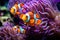 Amphiprion ocellaris clownfish and anemone in sea