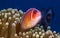 Amphiprion perideraion, pink skunk clownfish