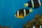 Amphiprion polymnus, also known as the saddle back clown fish or yellowfin anemone fish, is a black and white species of anemone