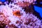 Amphiprion Western clownfish Ocellaris Clownfish, False Percula Clownfish is in anemone. Thailand