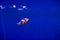 Amphiprioninae clown fish or anemone fish on deep blue sea color background. tropical fish in aquarium