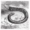 Amphisbaena fuliginosa, black-and-white worm lizard or speckled worm lizard vintage engraving