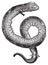 Amphiuma, conger eels or congo snake vintage engraving