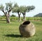 amphora jar and wine plant