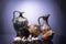 Amphora, the jug and sea shells