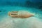 Amphora underwater Mediterranean sea Spain