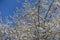 Ample amount of white flowers of blossoming plum against blue sky in April
