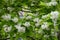 Ample amount of white flowers of Catalpa bignonioides in June