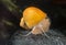 Ampullaria snail