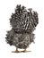 Amrock hen on white background