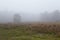 Amrum (Germany) - Landscape at fog