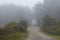 Amrum (Germany) - Path at fog