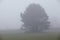 Amrum (Germany) - Tree at fog
