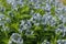 Amsonia tabernaemontana. Blue dogbane flowers in garden.