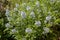 Amsonia tabernaemontana or bluestar flowering plant