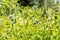 Amsonia Tabernaemontana or eastern bluestar flower in Zurich in Switzerland