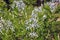 Amsonia tabernaemontana flowers