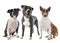 Amstaff, bull terrier and staffie