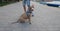 Amstaff dog with owner posing on the street in Pogradec, Albania