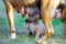 Amstaff mother dog breast feeding his puppy