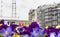 Amsterdam building with flowers in foreground