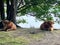 Amsterdam, Netherlands. 30 June 2023. Highland cows lie in the grass ruminating.