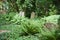 Amsterdam, Netherlands. July 2022. Overgrown graves in the oldest cemetery in Amsterdam.