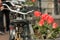 Amsterdam tulips and bike