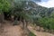 Amud Stream Nature Reserve in Northern Israel