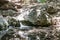 Amud stream passing through the forest in the north of Israel