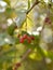 Amur barberry berries on green background. Russian Far East autumn